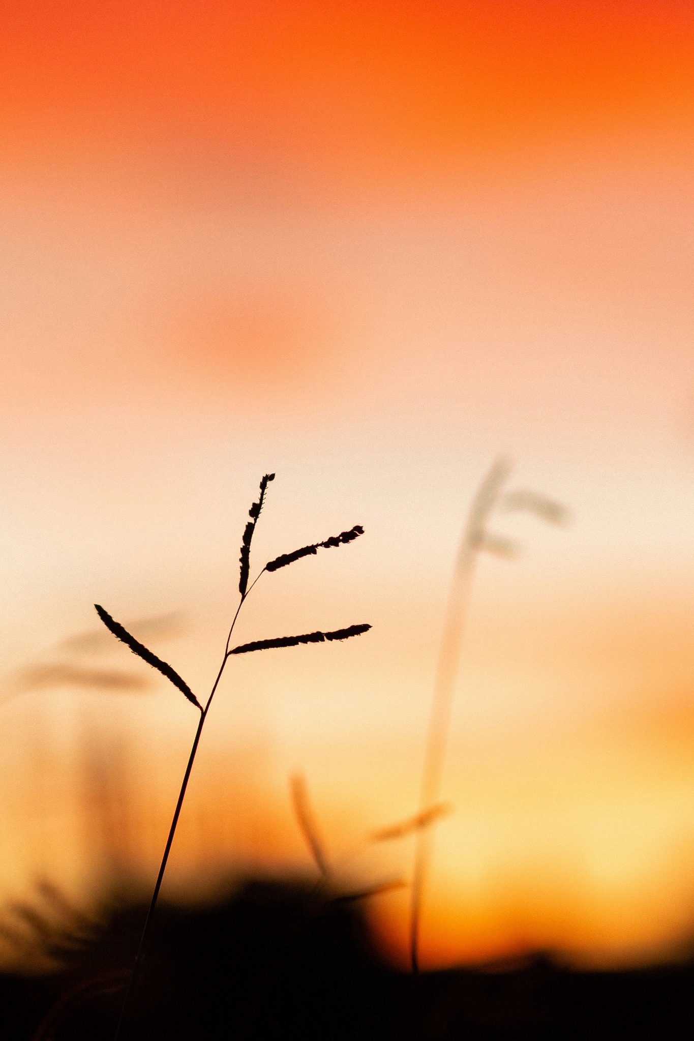 Autumn grass silhouette sunset