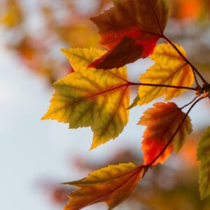 Autumn leaves close up