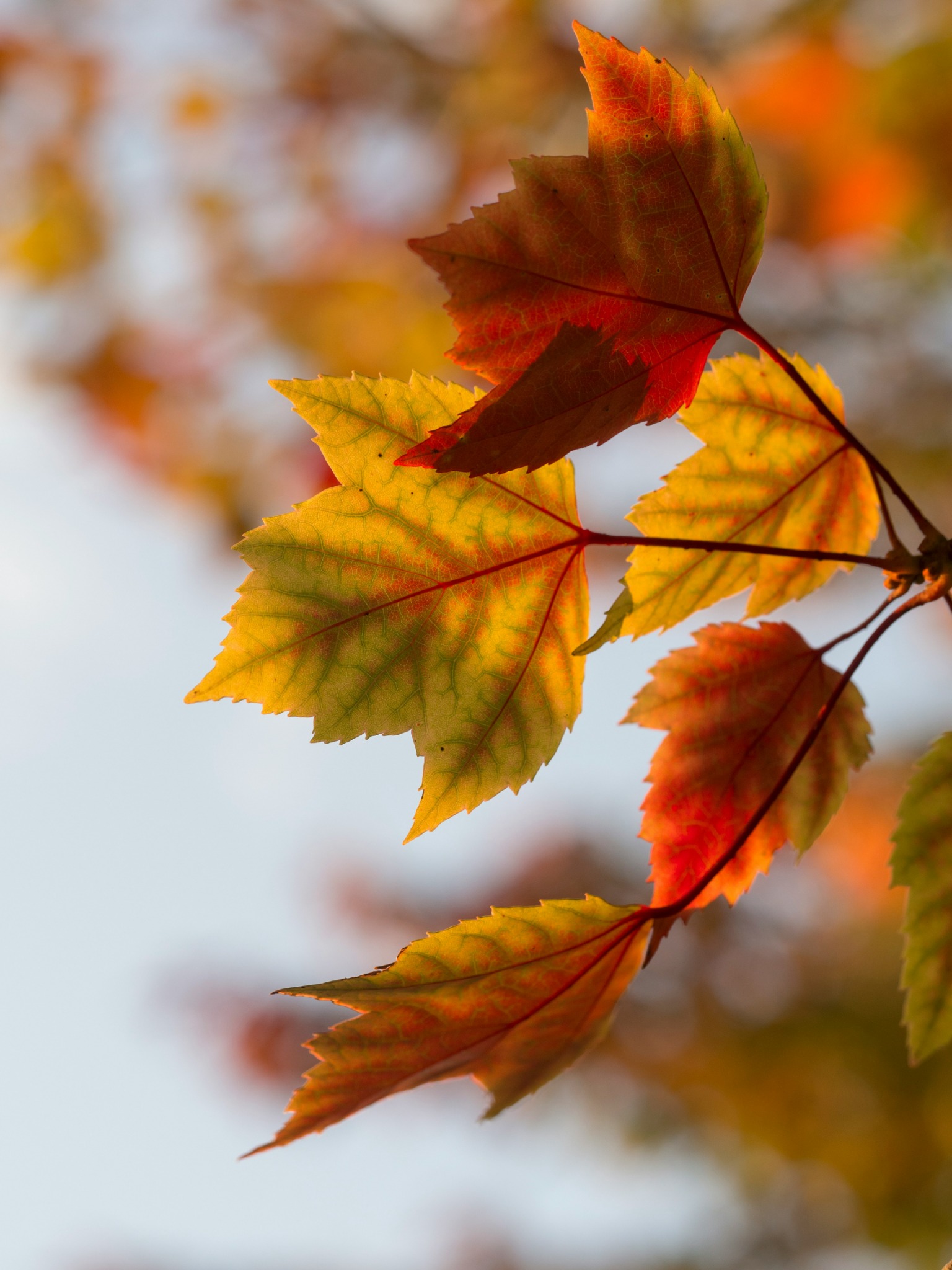 Autumn leaves close up