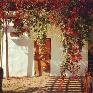 Autumn leaves covered patio