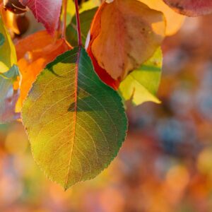 Autumn leaves detail