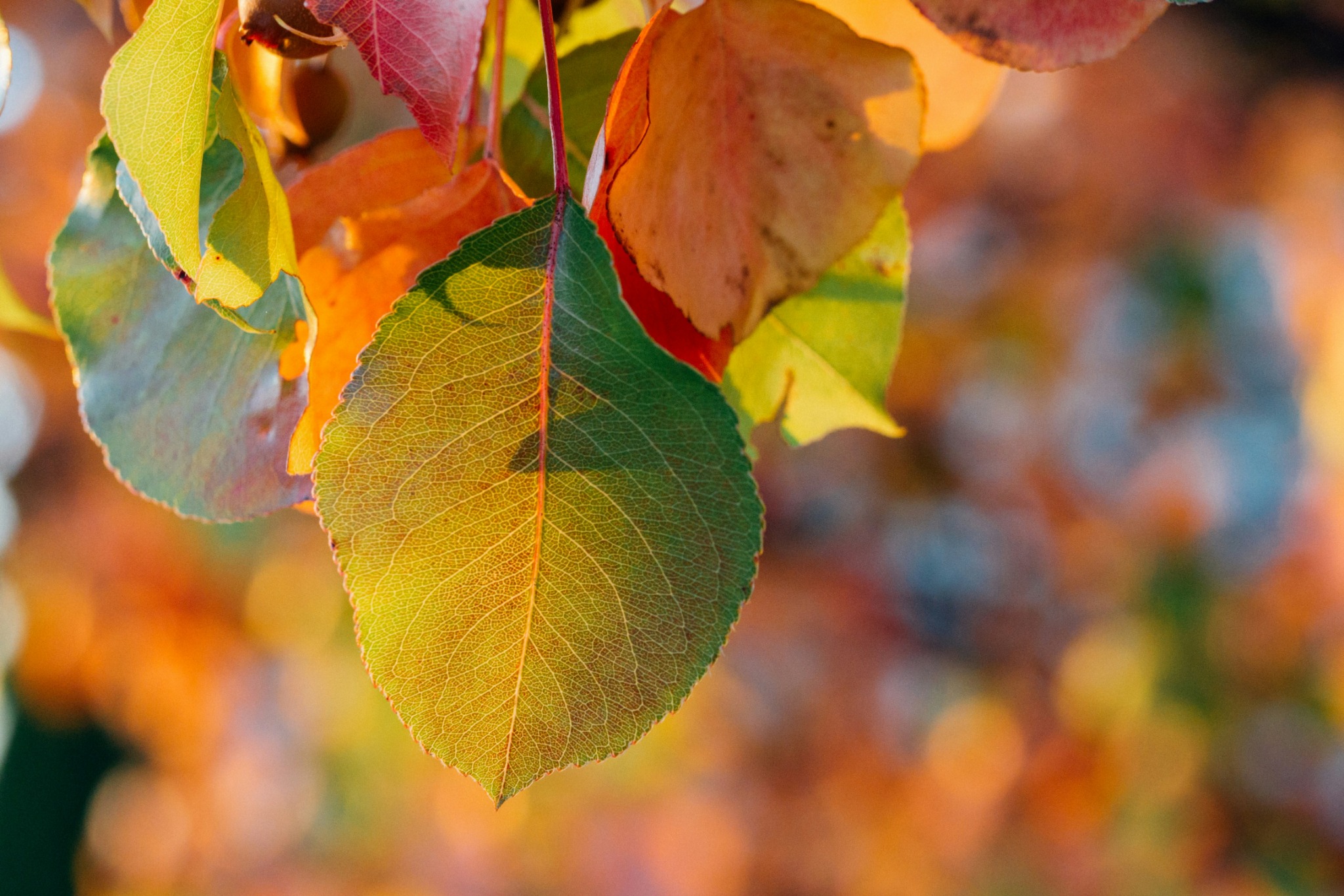 Autumn leaves detail