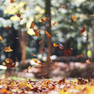 Autumn leaves falling forest