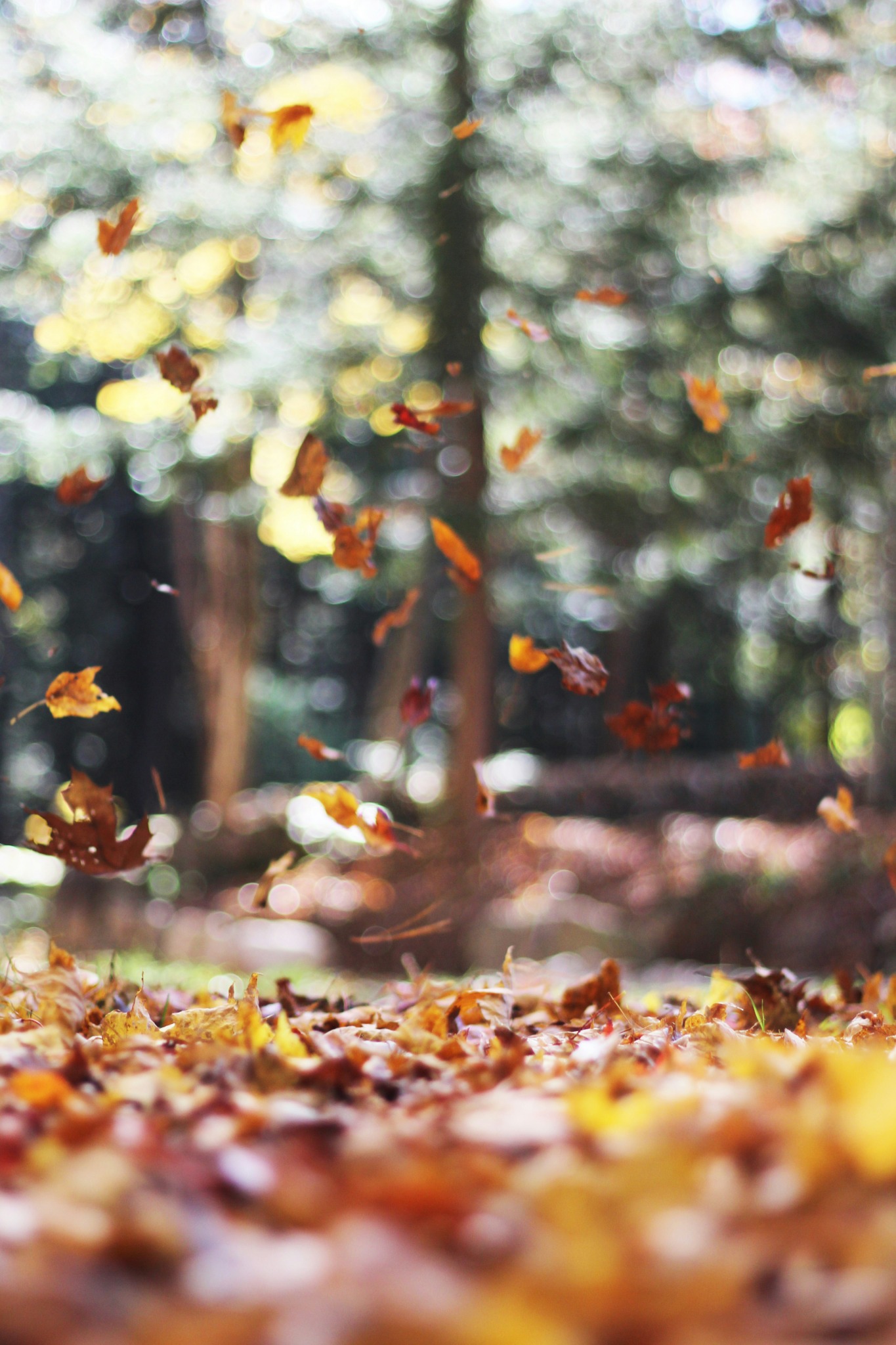 Autumn leaves falling forest