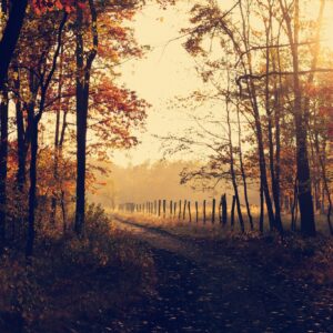 Autumn morning forest road