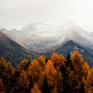 Autumn mountains trees