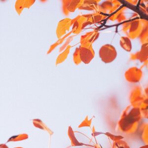 Autumn orange leaves branches