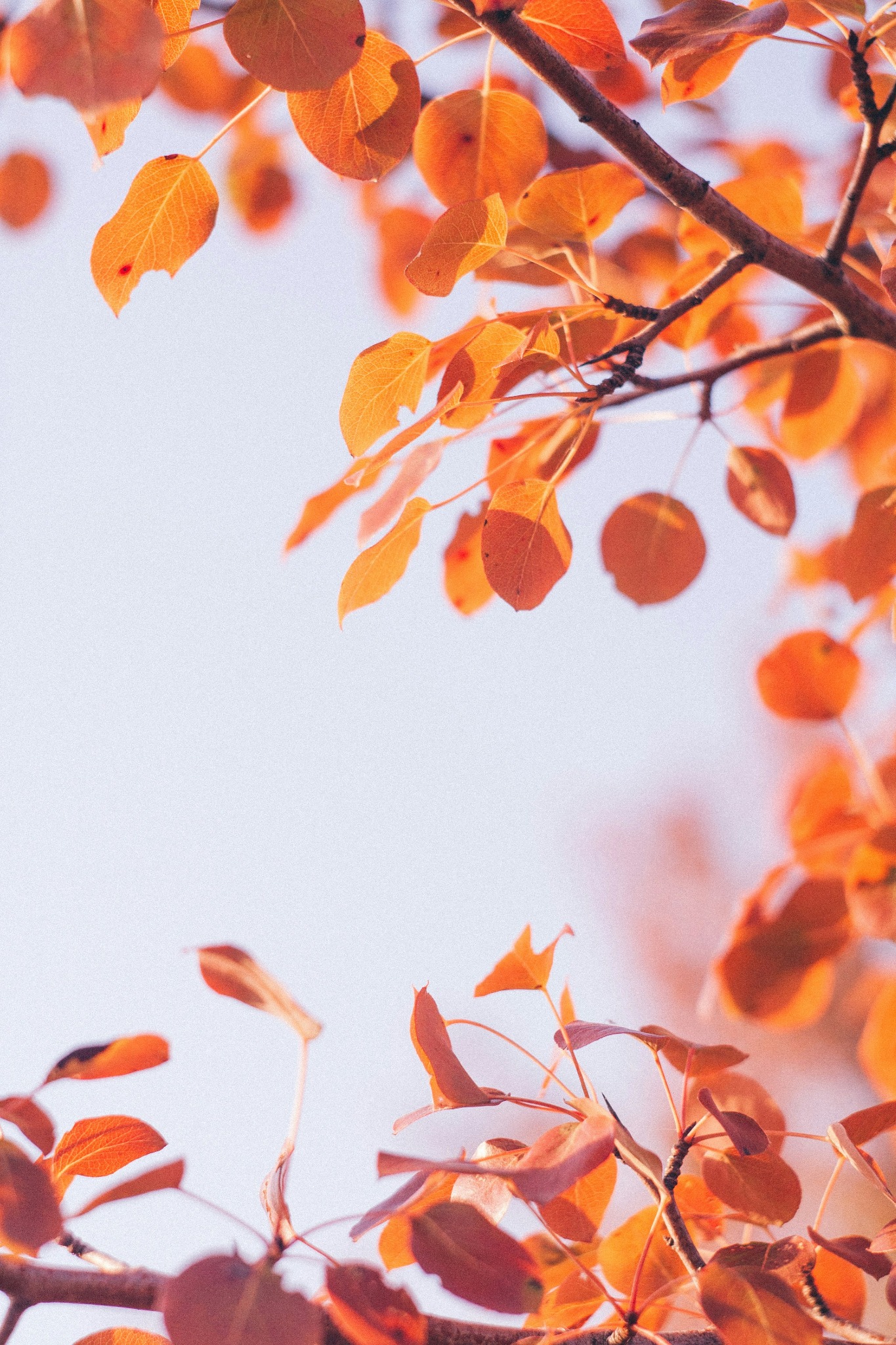 Autumn orange leaves branches