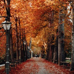 Autumn park avenue