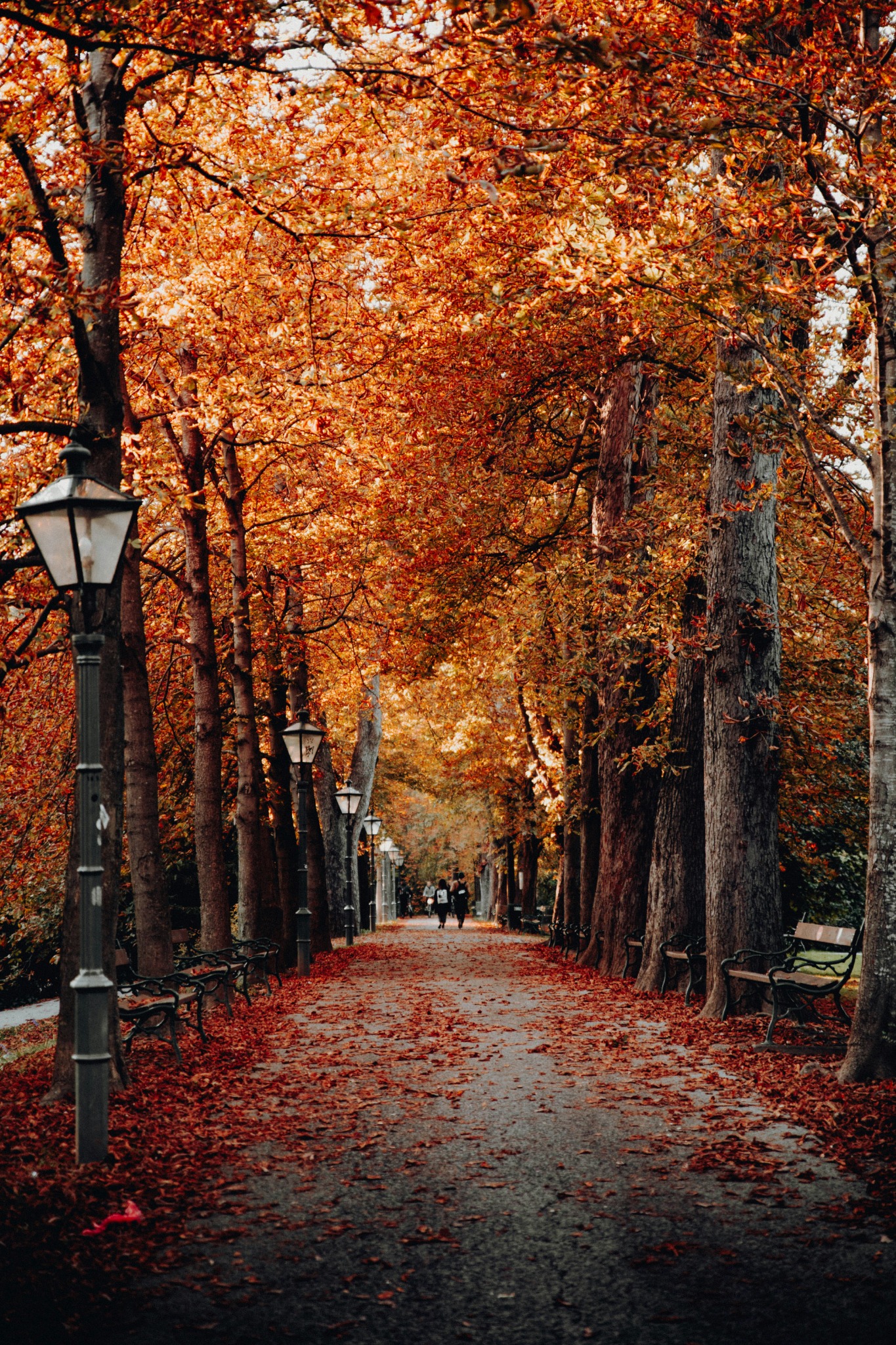 Autumn park avenue