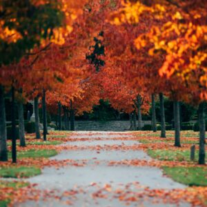 Autumn pathway in park