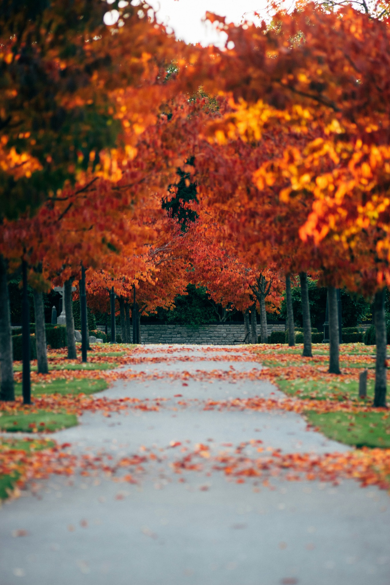 Autumn pathway in park