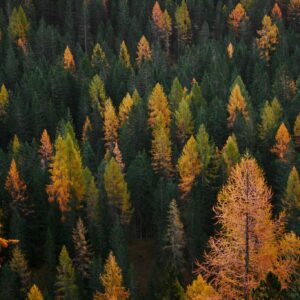 Autumn pine forest