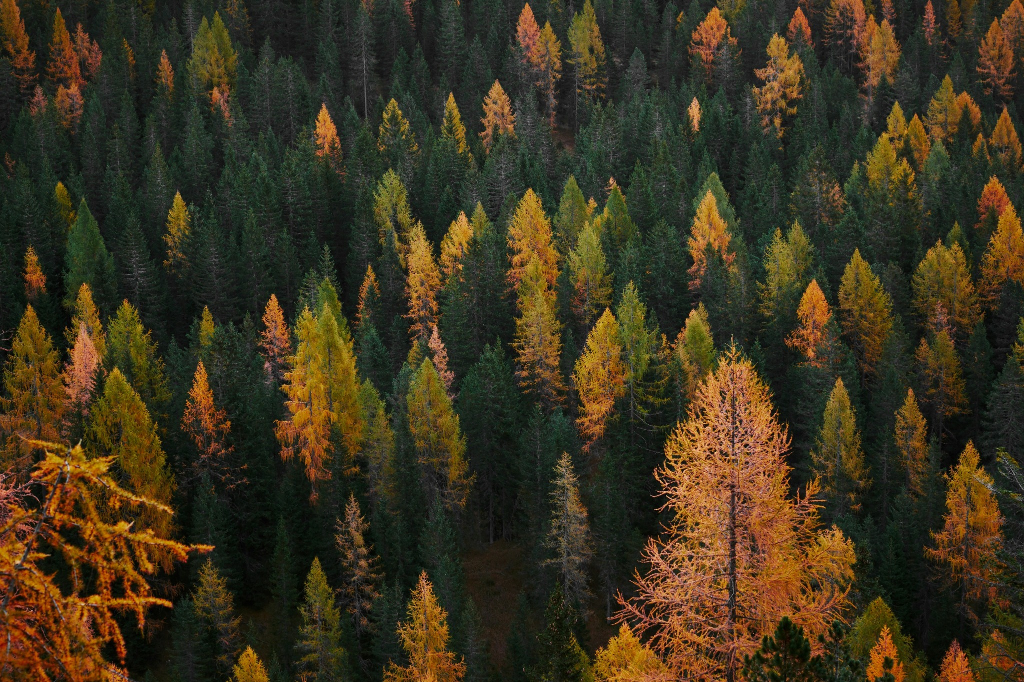 Autumn pine forest