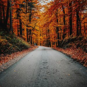 Autumn road forest