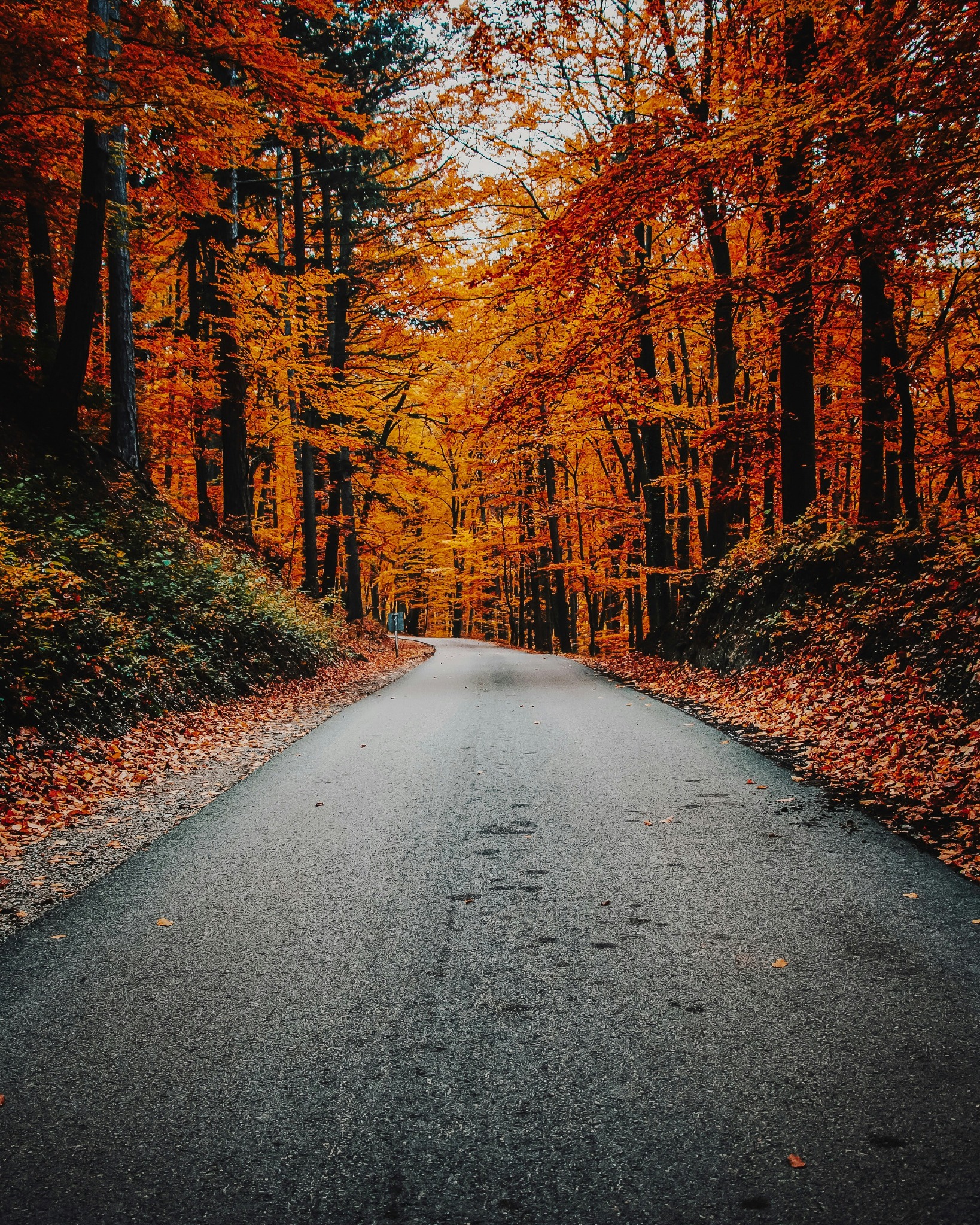 Autumn road forest