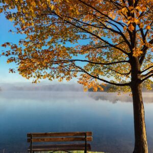 Autumn tree bench lake