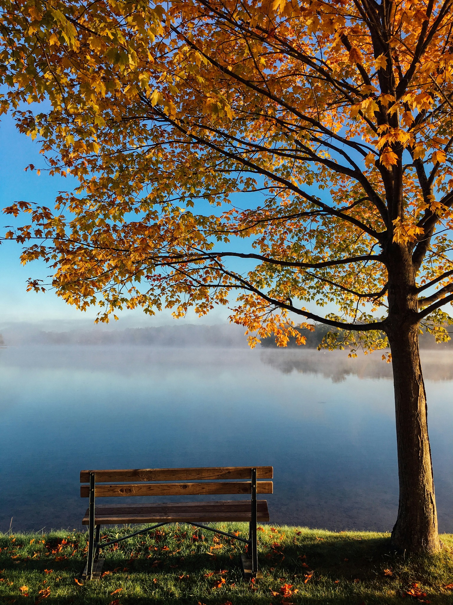 Autumn tree bench lake