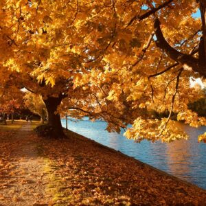 Autumn trees lake side