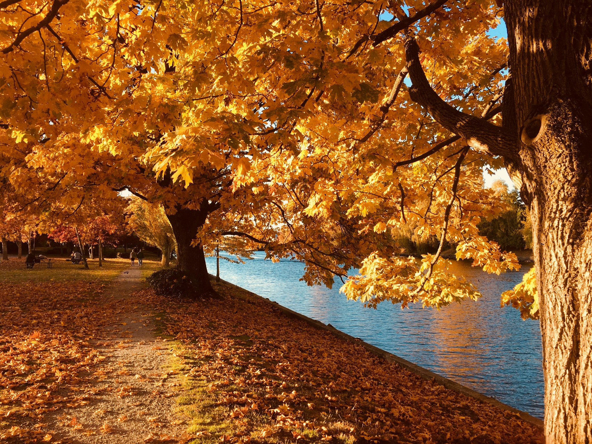 Autumn trees lake side