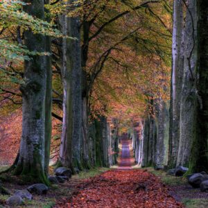 Autumnal forest avenue