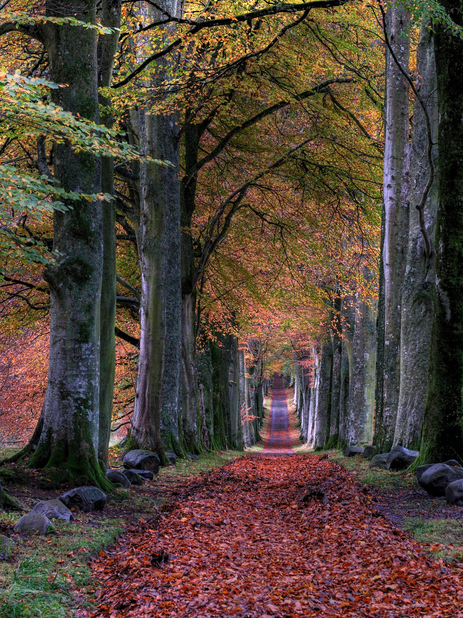 Autumnal forest avenue