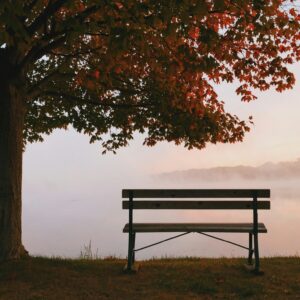 Bench fall foliage fog