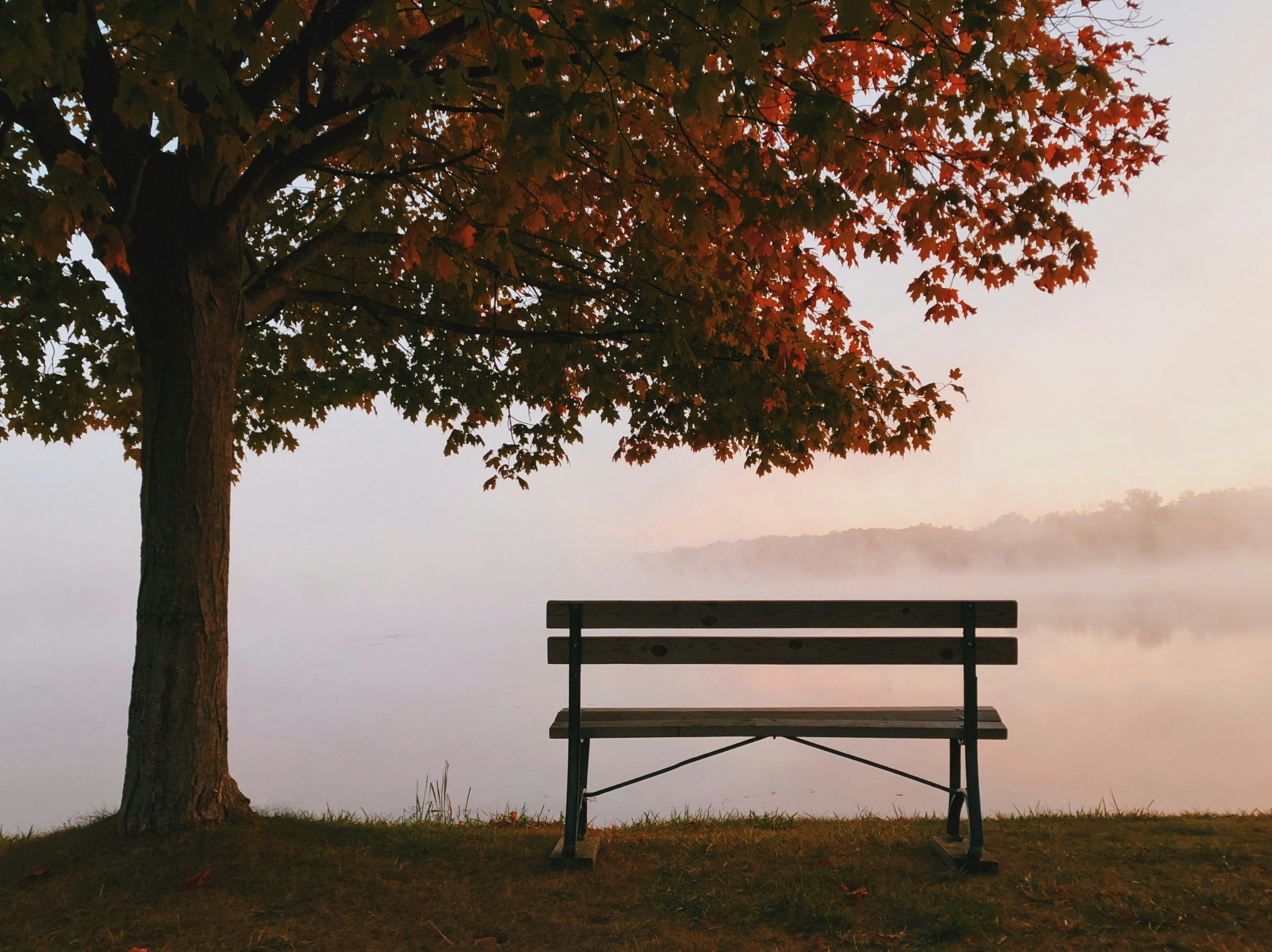 Bench fall foliage fog