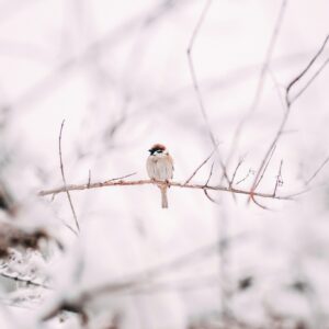 Bird perched winter branch