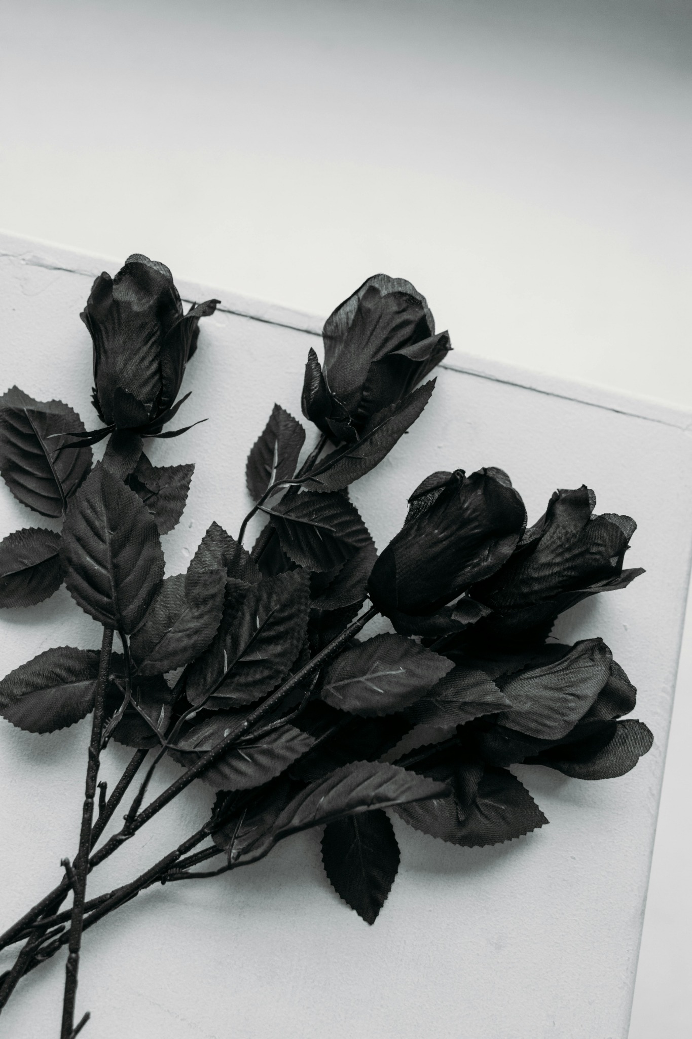 Black roses white background