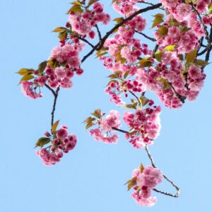 Blooming pink spring branches