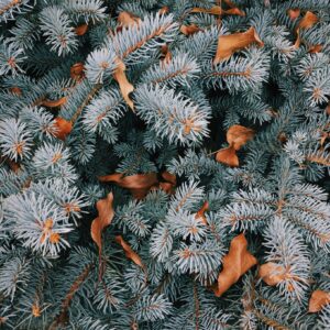 Blue spruce winter leaves closeup