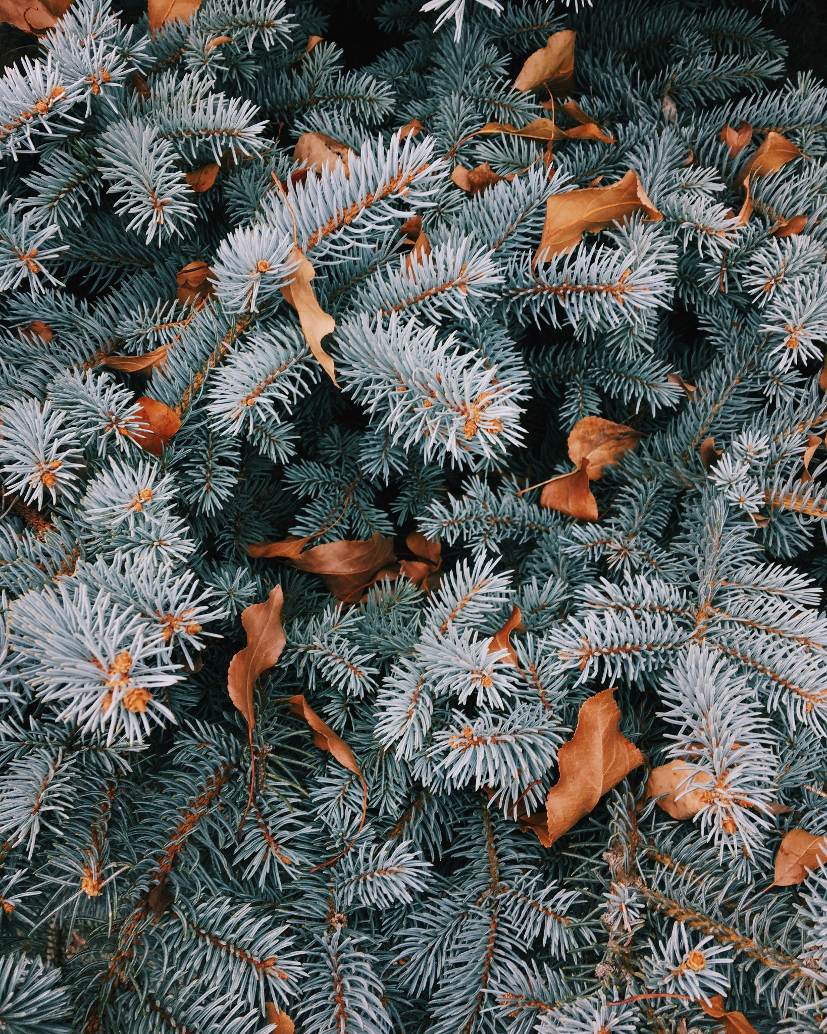 Blue spruce winter leaves closeup