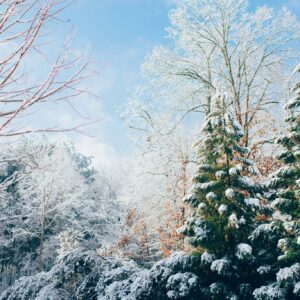 Bright winter day snowy trees