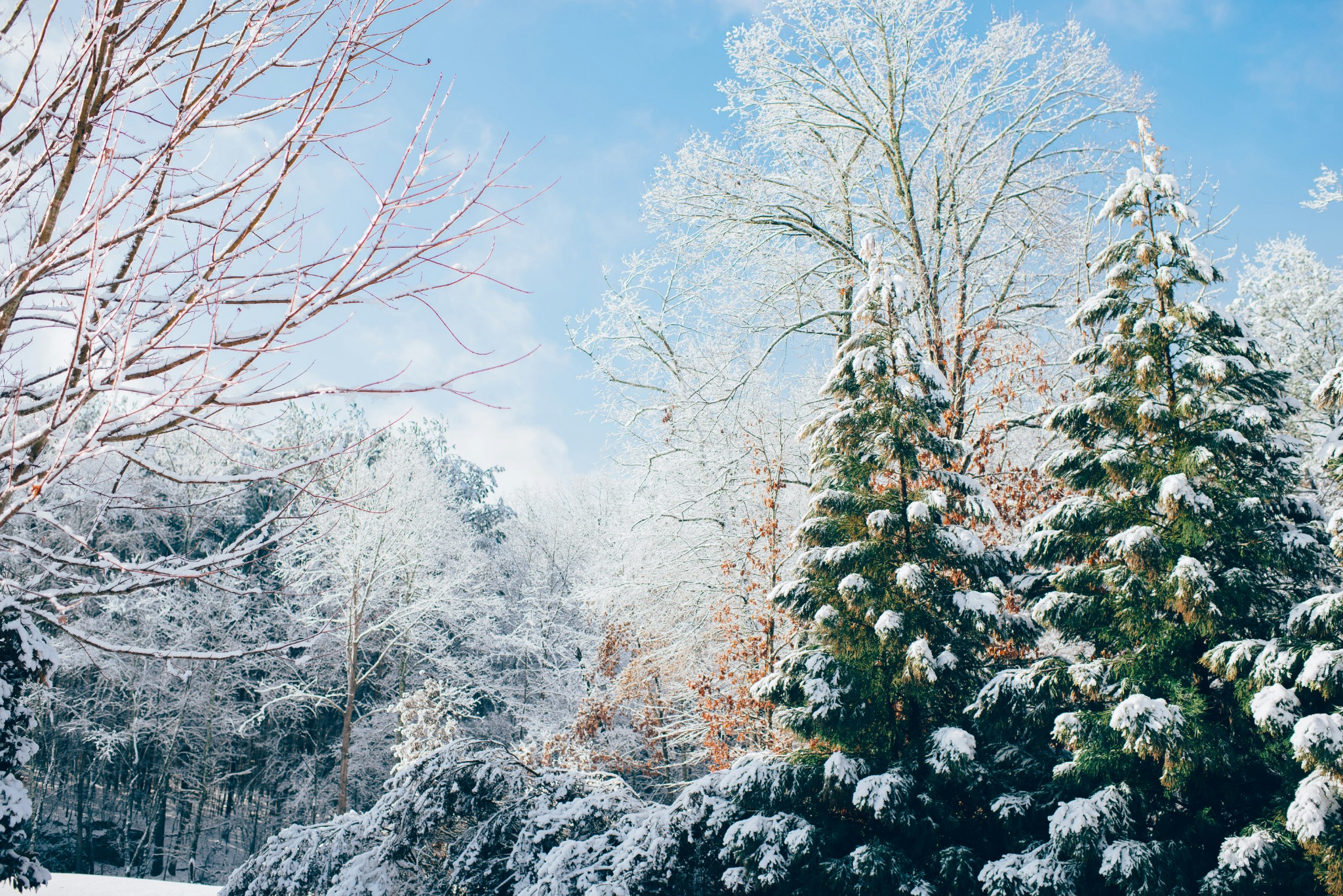 Bright winter day snowy trees