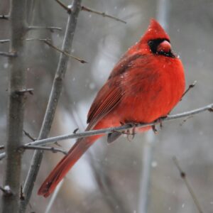 Cardinal bird snowy branch