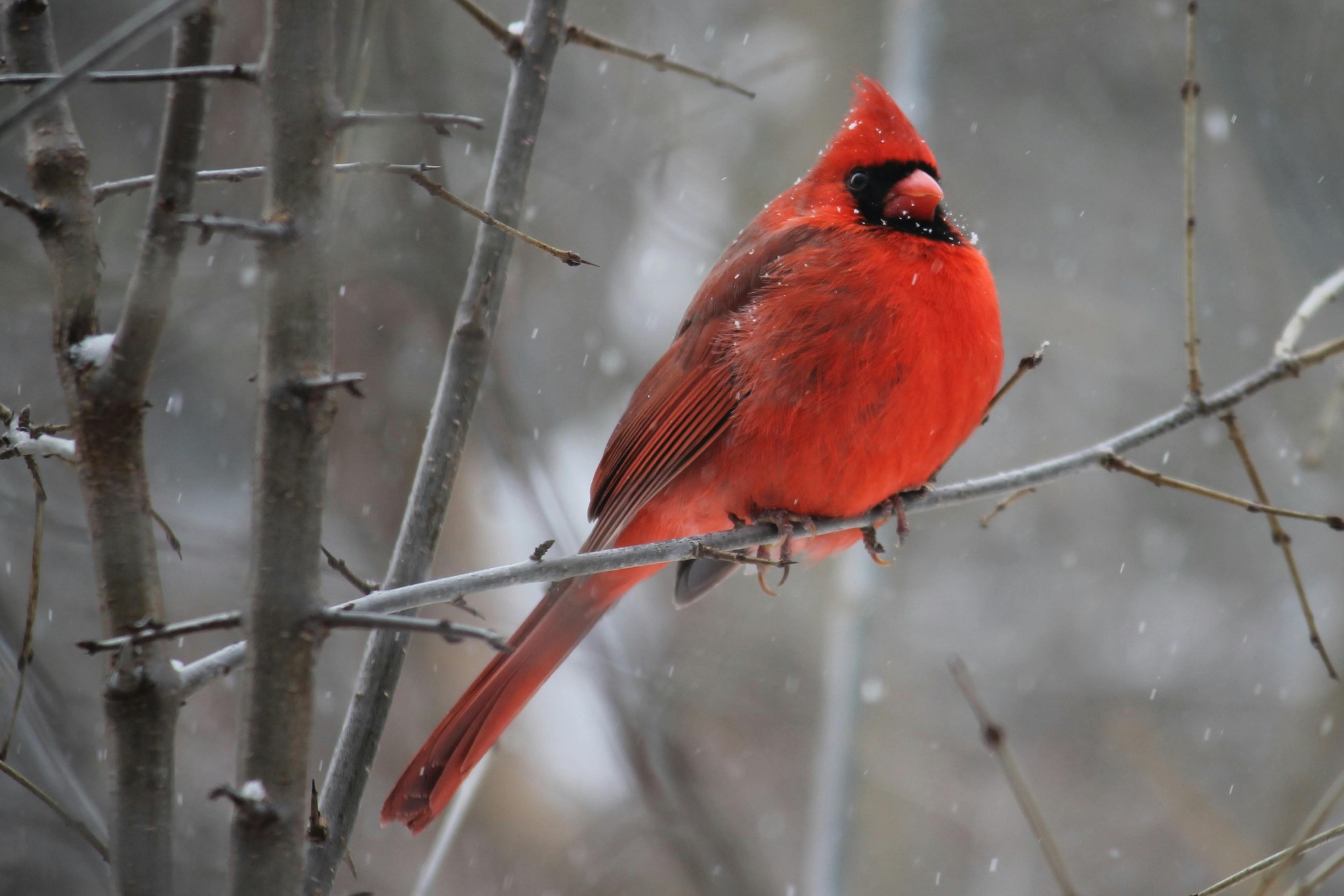 Cardinal bird snowy branch