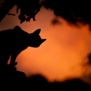 Cat silhouette dusk sky