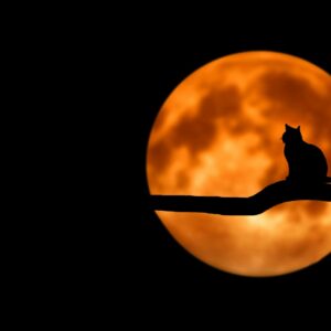 Cat silhouette moonlight