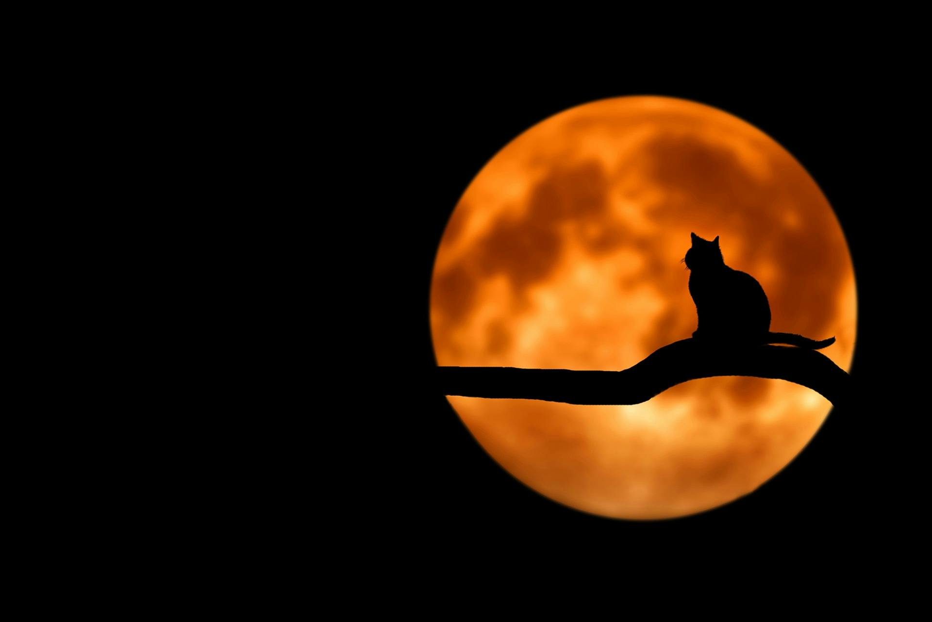 Cat silhouette moonlight