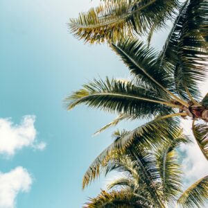 Clear blue sky palm trees