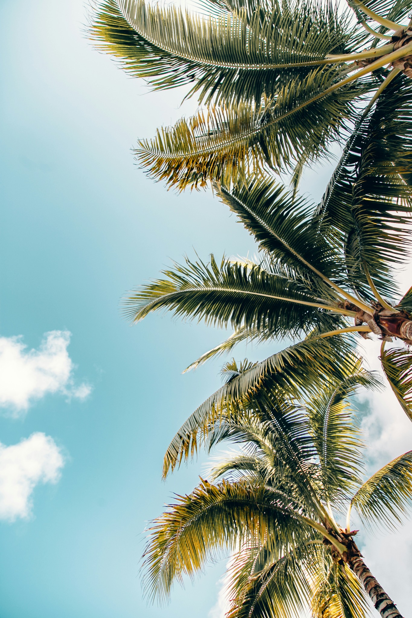 Clear blue sky palm trees