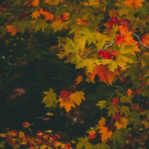 Close up autumn maple leaves