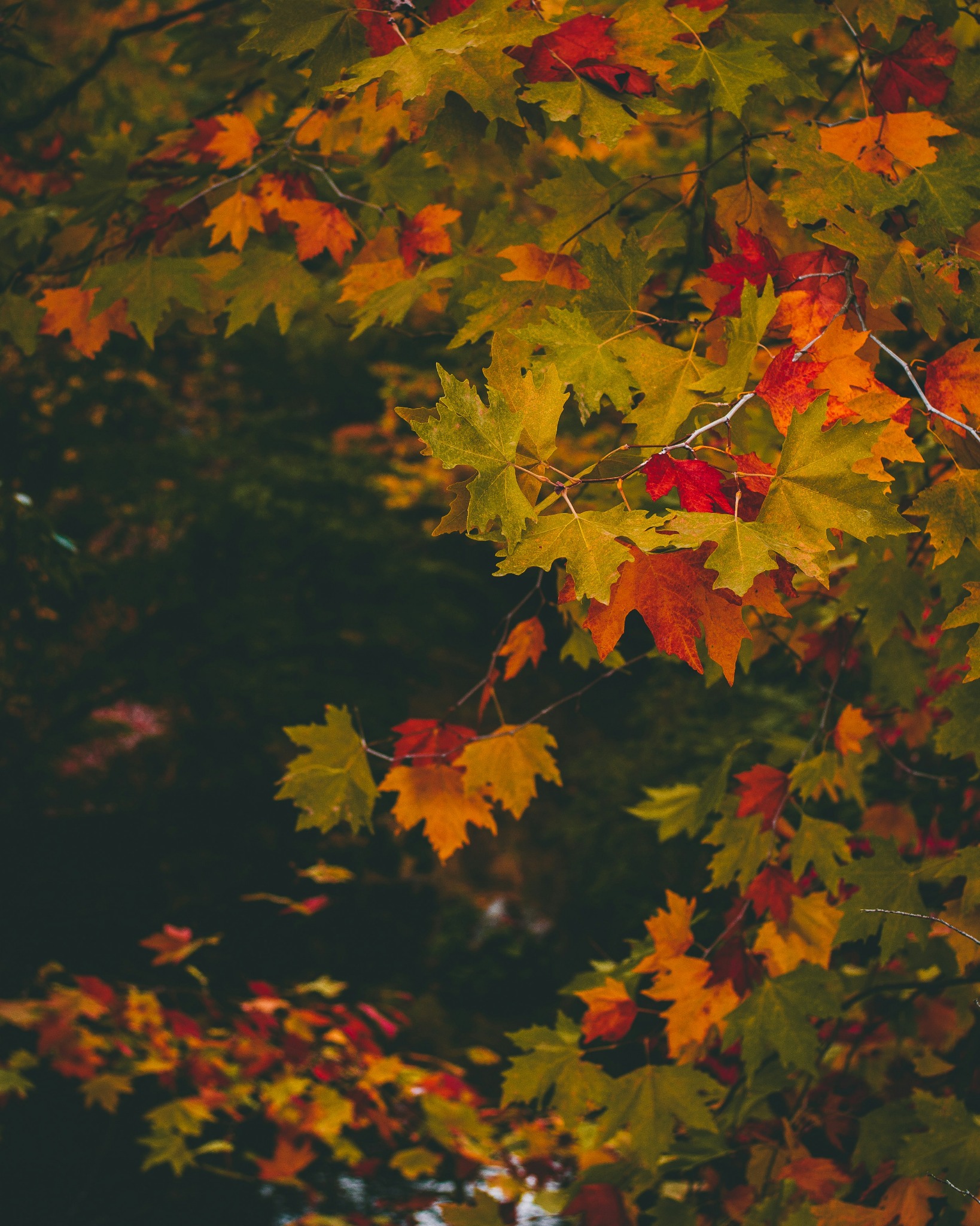 Close up autumn maple leaves