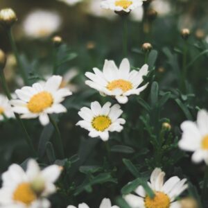 Close up white daisies