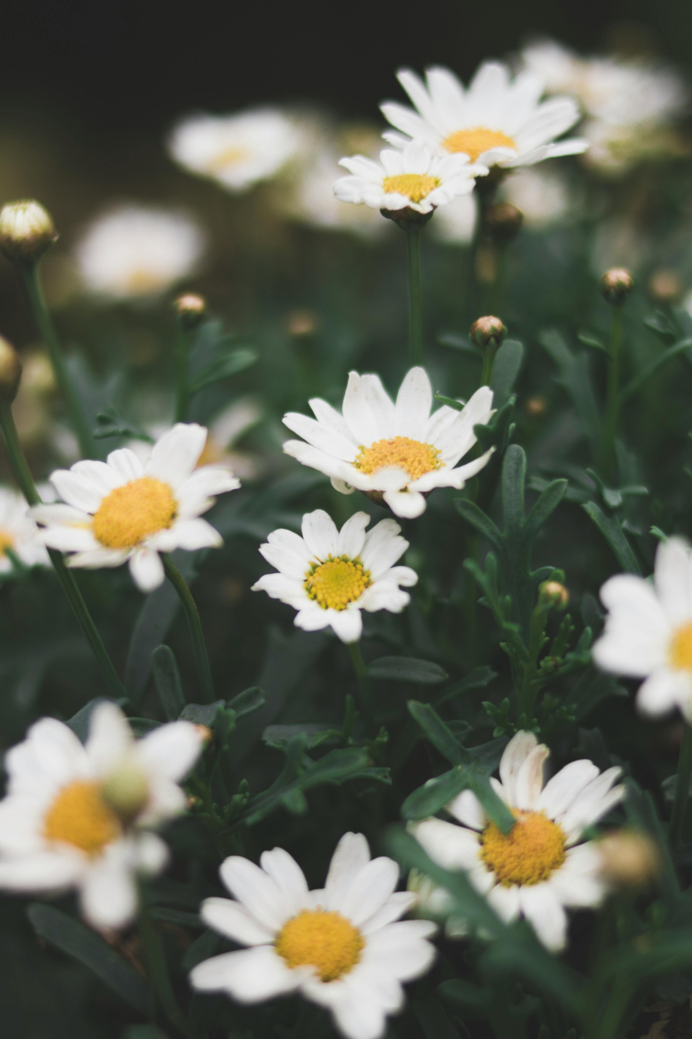 Close up white daisies