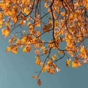 Colorful autumn leaf pattern