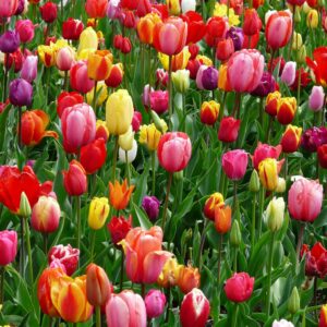 Colorful tulip garden bloom