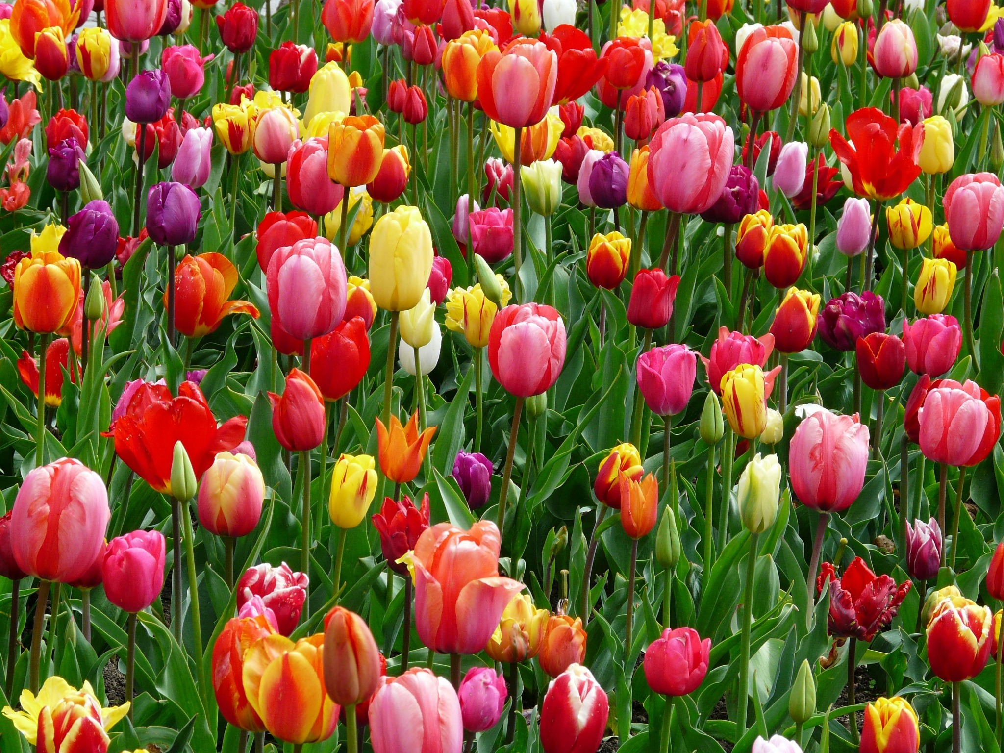 Colorful tulip garden bloom