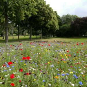 Colorful wildflower meadow blooms